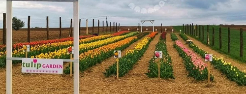 Hazánk legszebb vidékén - 60.000 tulipánnal vár a Dunakanyar Tulipánkertje